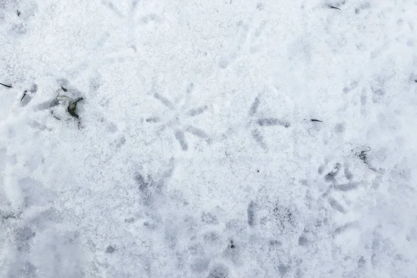 Spur Von Vögeln Und Menschen Schnee — Stockfoto