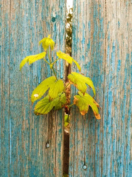 hop leaves grow through the gap of a wooden fence