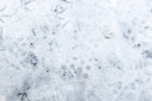 Spur Von Vogel Hund Und Menschen Schnee — Stockfoto