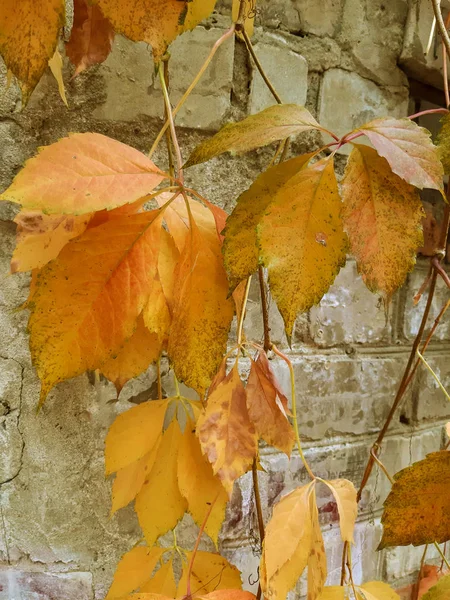 Φύλλα Κισσού Που Καλύπτει Τον Τοίχο Παλιό Τείχος Πέτρινο Τοίχο — Φωτογραφία Αρχείου