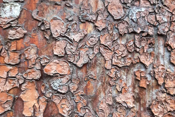 裂缝石膏背景 木制质感 — 图库照片