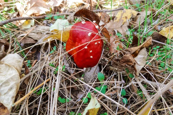 Vermelho Com Amanita Branca Cogumelo Natureza — Fotografia de Stock