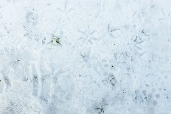 Spur Von Vogel Hund Und Menschen Schnee — Stockfoto