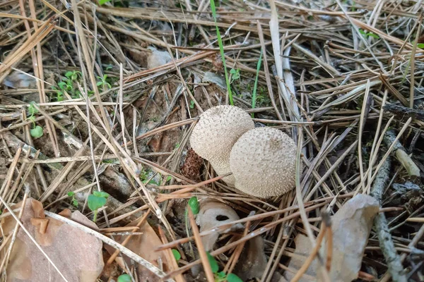 Weißer Pilz Regenmantel Pilz Natur — Stockfoto