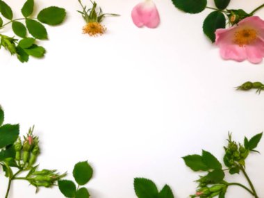 Beyaz zemin üzerinde dogrose çerçevesi, üst görünüm. Metin sınırı. Biraz bulanık. Görüntü.