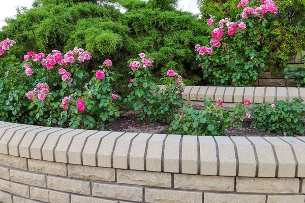 Diseño Paisaje Escalones Piedra Con Flor Para Fondo — Foto de Stock