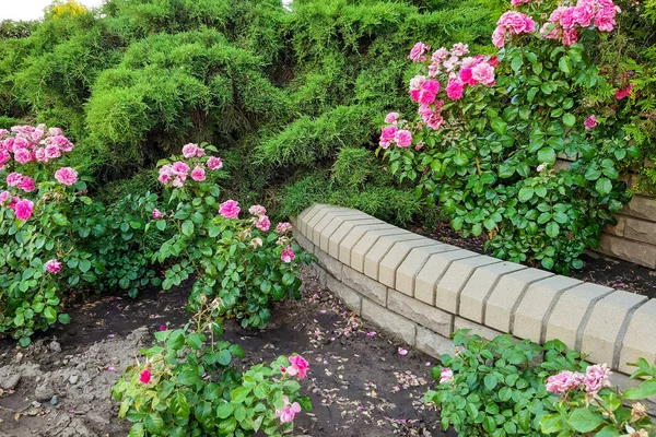 Diseño Paisaje Escalones Piedra Con Flor Para Fondo — Foto de Stock