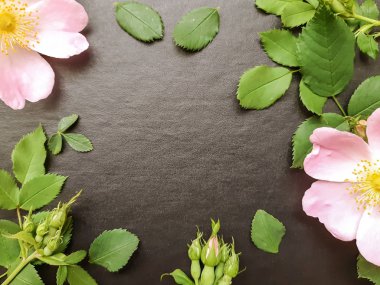 Siyah arka planda yaprakları olan pembe köpek gülünden yapılmış bir çerçeve. Metin için Kenarlık