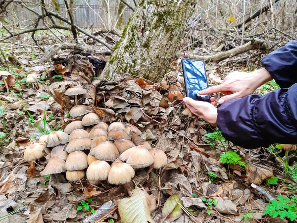 Woman Photographs Toadstool Forest Mobile Phone — 스톡 사진