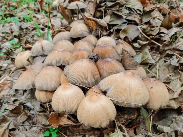 Tabouret Crapaud Dans Forêt Champignons Sur Les Feuilles Automne — Photo