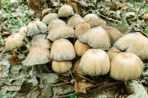 Tabouret Crapaud Dans Forêt Champignons Sur Les Feuilles Automne — Photo