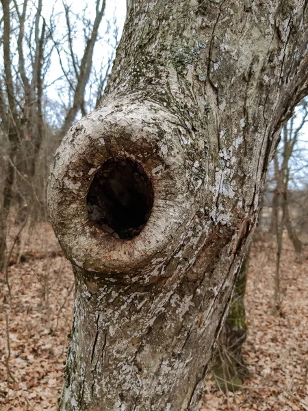 Árvore Com Oco Floresta Outono Parque — Fotografia de Stock