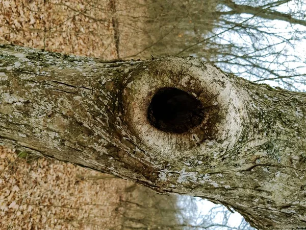 Albero Con Cava Foresta Autunnale Parco — Foto Stock