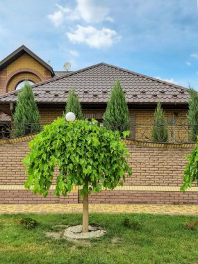 Yeşil çimenlerin içinde taş yol. Peyzaj parkından geç. Yol boyunca ağaç.