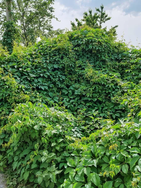 Blätter Von Efeu Bedecken Die Wand Wand Mit Efeu Als — Stockfoto