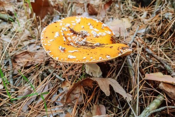 Pomarańcza Białą Amanitą Grzyb Natura — Zdjęcie stockowe