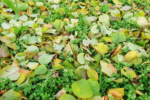 Grönt Gräs Med Blad Aprikos Höst Natur — Stockfoto