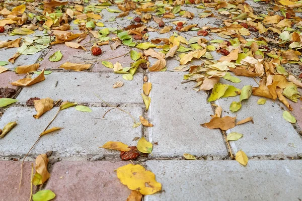 Folhas Douradas Lajes Pavimentação Outono — Fotografia de Stock