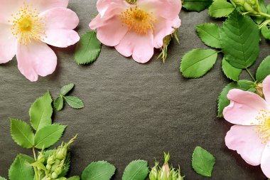 Siyah arka planda yaprakları olan pembe köpek gülünden yapılmış bir çerçeve. Metin için Kenarlık