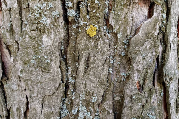 Ağaç Kabuğu Dokusu Ağaç Kabuğunun Arka Planı Ağacın Kabuğunun Derisi — Stok fotoğraf