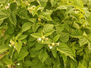 yaprak ve meyve ile ahududu fide, bahar