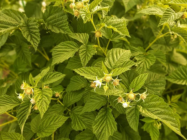 Raspberries Seedling Leaf Berry Spring — Stock Photo, Image