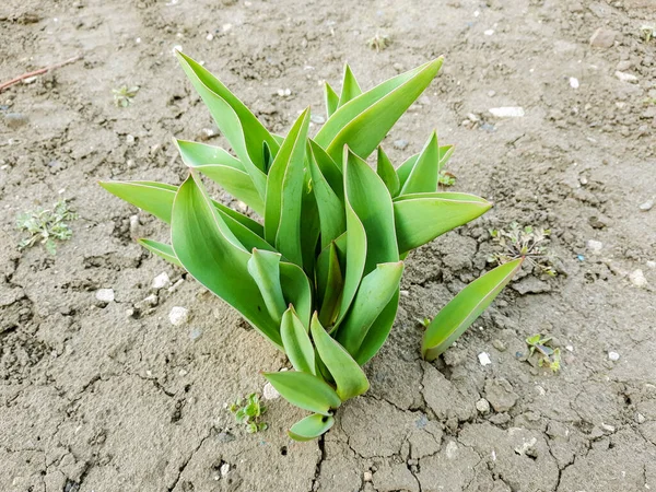 Tulip with green lives on ground