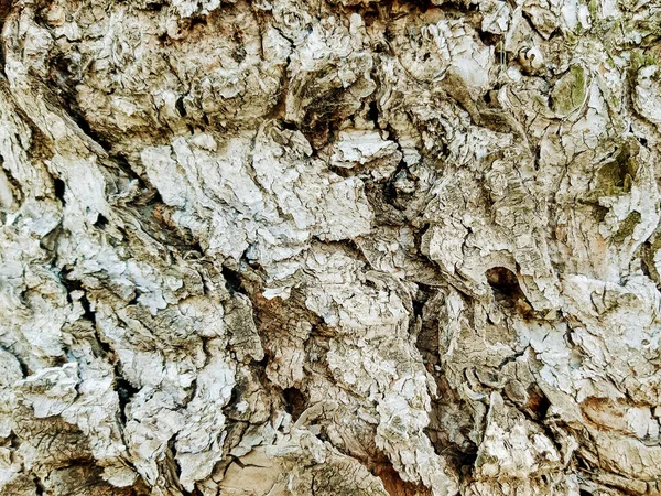 Tree bark texture. Background of tree bark. Skin the bark of a tree that traces cracking.