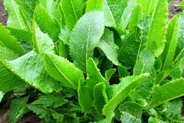 Yeşil yapraklı yabanturpu bitkisi. Taze bahar yeşillikleri.