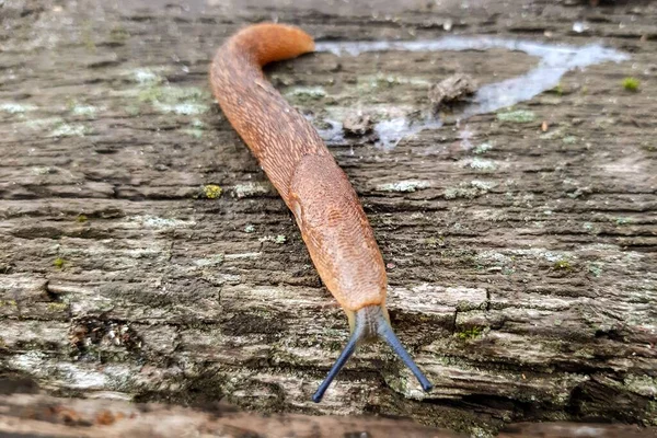Slug Dans Jardin Sur Une Vieille Surface Bois — Photo