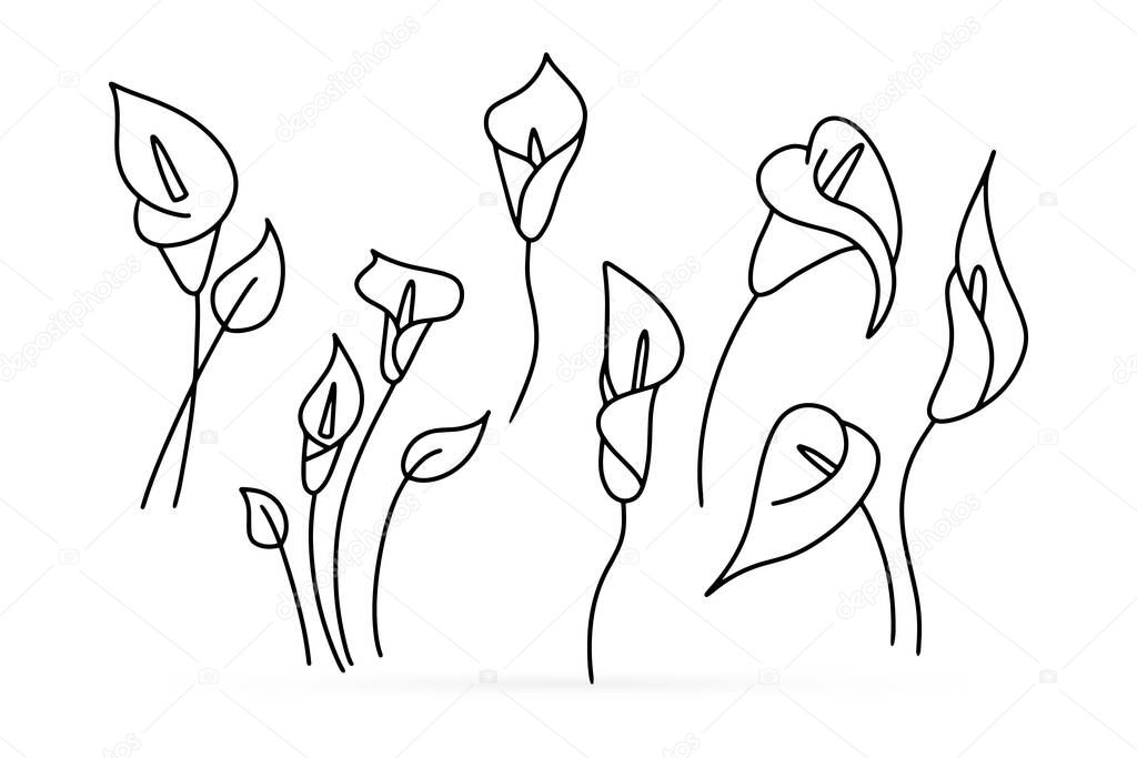 Doodle calla lilies icon isolated on white. Sketch flower. Coloring page book. Hand drawing line art. Outline vector stock illustration