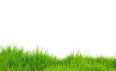 Yeşil çimenlerin üzerinde beyaz