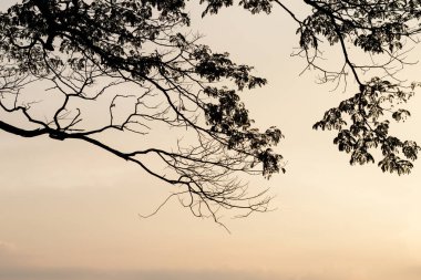 Ağaç dalı üzerinde sky