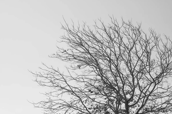Мертве дерево на небі — стокове фото