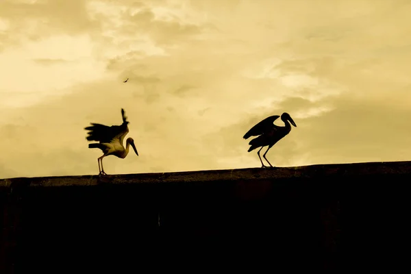 Две птицы на стене — стоковое фото