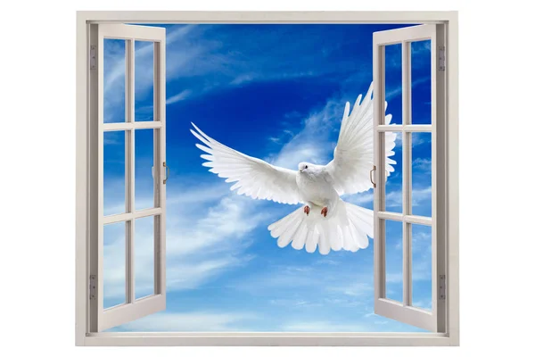 Open window with white bird
