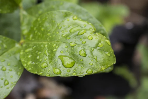 Green leaf with water drops for background — Stock Photo, Image