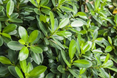 yaprak yeşil arka plan