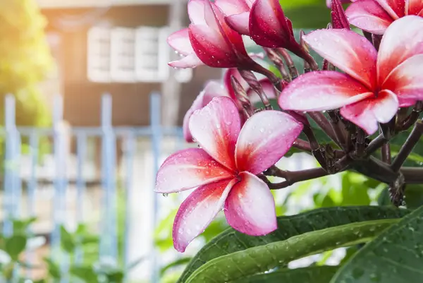 Close up water drops on red plumeria — Stock Photo, Image