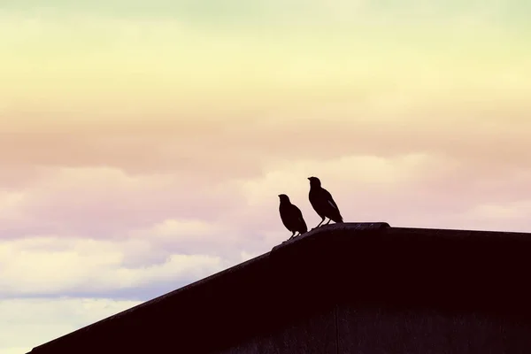 birds silhouette, two birds on the roof