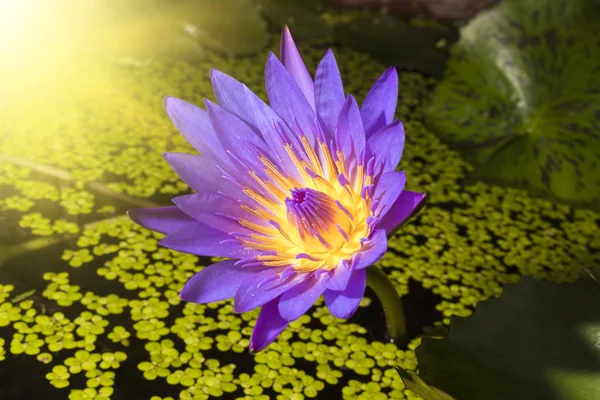 Fleur de lotus violet — Photo