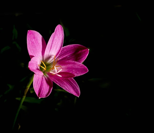 Vacker rosa blomma — Stockfoto