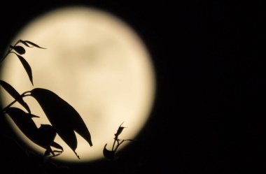 Siluet siyah bulanık moon ile ağaç yaprak