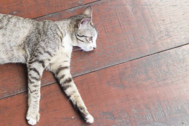 Kat yukarıdan yalan kedi