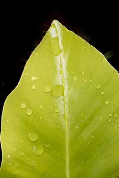 Green leaf with water drops — Stock Photo, Image