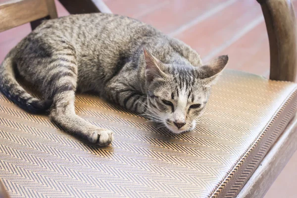 Retrato de gato tailandés —  Fotos de Stock