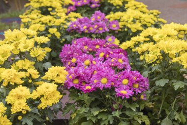 güzel bir çiçek bahçesinde