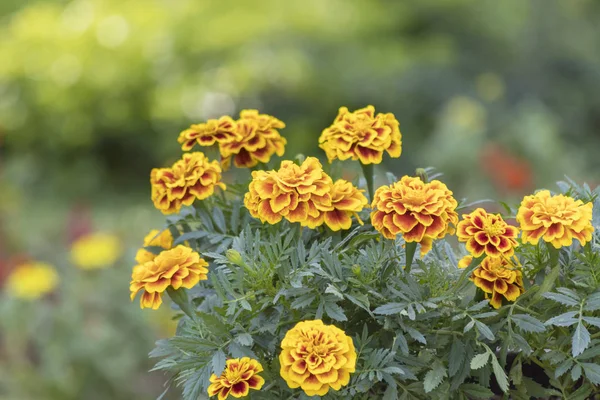 Hermosa flor en el jardín — Foto de Stock