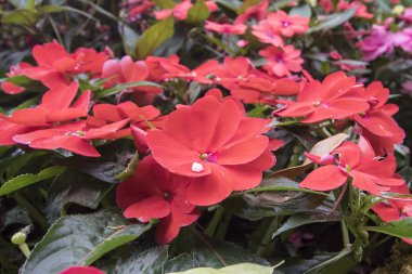 Kırmızı çiçek kadar yakın