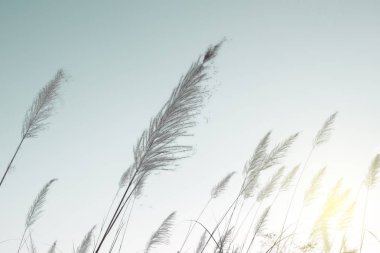 gökyüzü beyaz çiçek